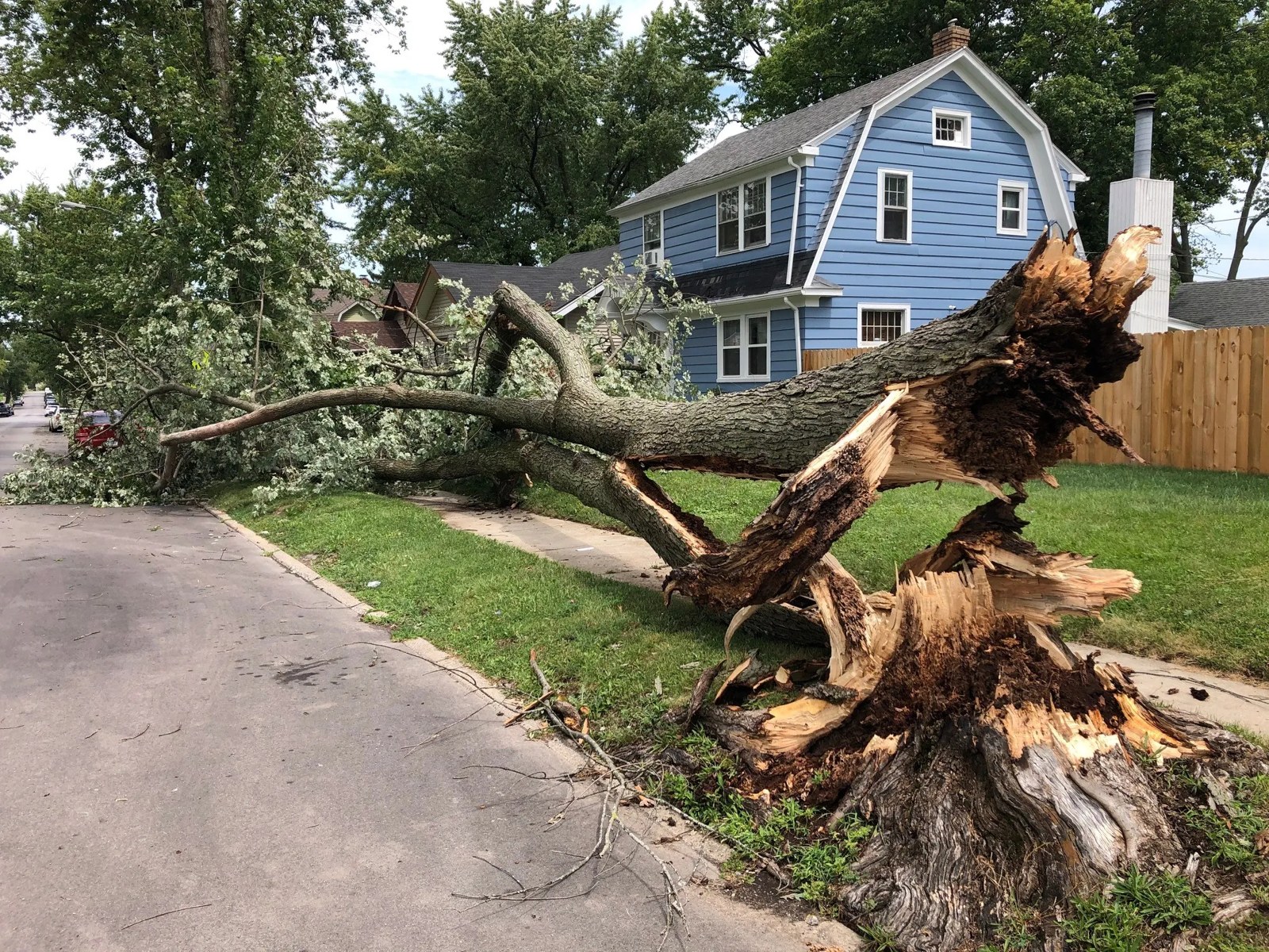 Fallen tree blocking a driveway after storm damage
