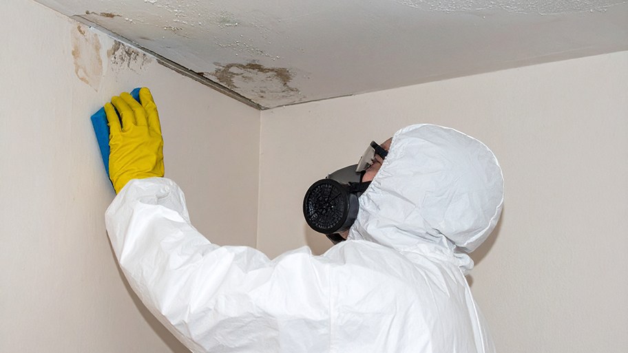 Worker treating visible mold on an interior wall